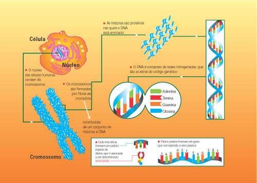 ao DNA de eucariotos As 2 fitas são complementares 21 22 DNA de eucariotos Histonas