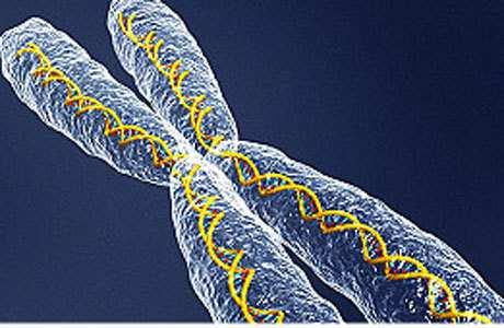 cromatina do cromossomo Vídeos: Estrutura do DNA: https://www.youtube.com/watch?