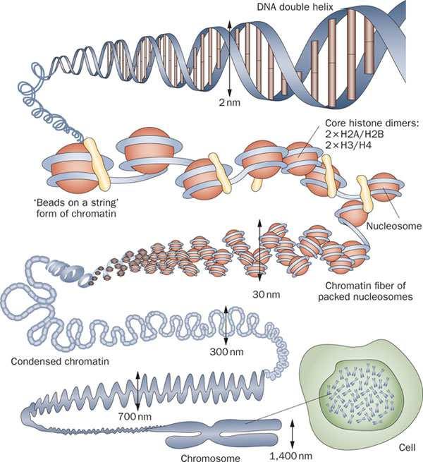 v=tnkwgcfphqw DNA to protein https://www.youtube.com/watch?v=gg7ucskuora https://www.