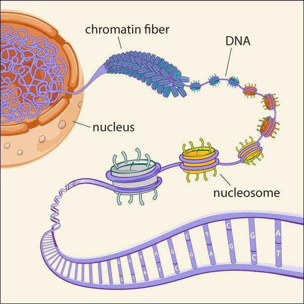 25 26 Segmento de DNA; Gene Código Genético (exceto em