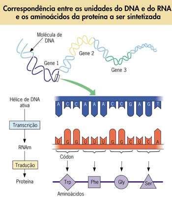 Fluxo de Informação Genética Duplicação Semiconservativa do DNA Quando o gene é expresso?