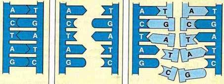 29 30 Replicação do DNA (DNA => DNA) Transcrição (DNA => RNA) Etapas: 1) 2 fitas se desenrolam, separam-se uma da outra; 2) Nucleotídeos
