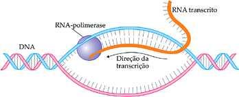 pelas enzimas de restrição; 5) Uma vez alinhado o nucleotídeo é unido à fita de DNA em crescimento pela DNA polimerase.