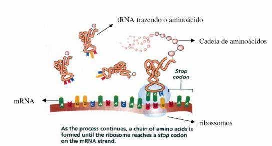 3 nucleotídeos); Cada CÓDON codifica 1 aminoácido; Local de tradução: ribossomos;