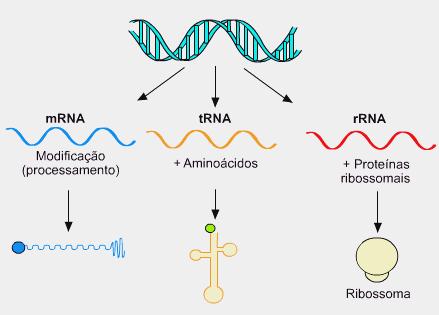 (anticódon) RNAr => síntese proteica nos ribossomos Tradução Códon => Aminoácido
