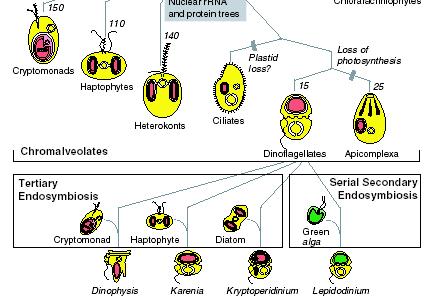 endosimbiose secundária de uma Rhodophyta