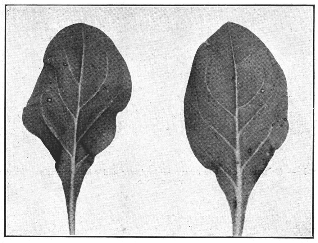 1041 Figura 1. Petunia sp.