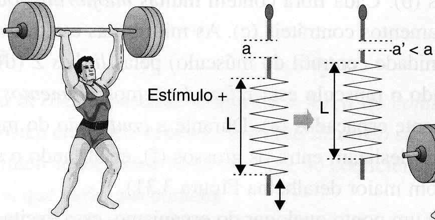 Conação esáica (isoméica) do músculo: Tensão não é suficiene paa