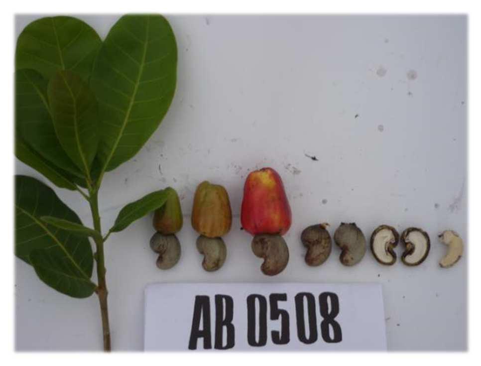 Variedade de caju AB05-05 Produz castanhas após
