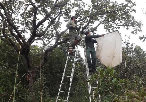 modificação do guarda chuva entomológico tradicional a fim de se facilitar o manuseio em cima das árvores maiores.