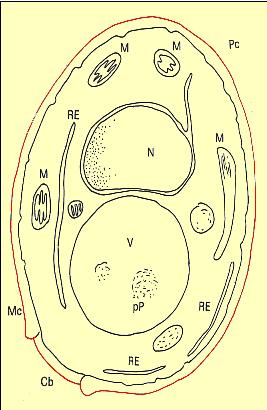 (1) Parede celular Enzimas Extracelulares: invertase