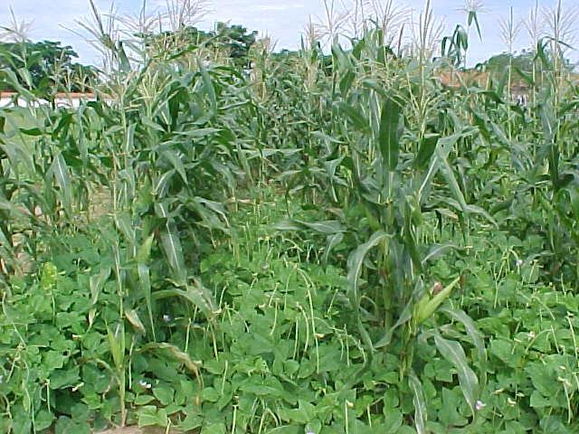 As duas culturas podem ser plantadas simultaneamente na mesma fileira (Figura 1), ou em