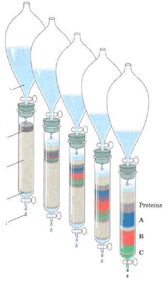 Separação por Cromatografia em Coluna Reservatório Amostra Protéica