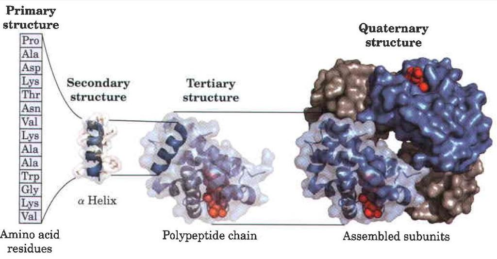 Aminoácidos sequenciados Interações entre os Peptídeos Estruturas tridimensionais dos polipeptídeos