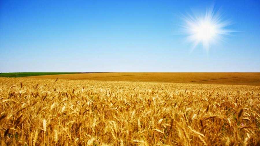 SAZONALIDADE No mês de setembro é onde o preço da saca de trigo deveria atingir seu maios valor.