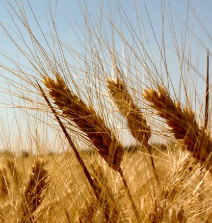 CUSTOS TRIMESTRAIS DEZEMBRO - 2016 Safra de trigo sinaliza rentabilidades distintas entre estados A colheita de trigo avança e/ou até finaliza em algumas regiões produtoras do Brasil e a