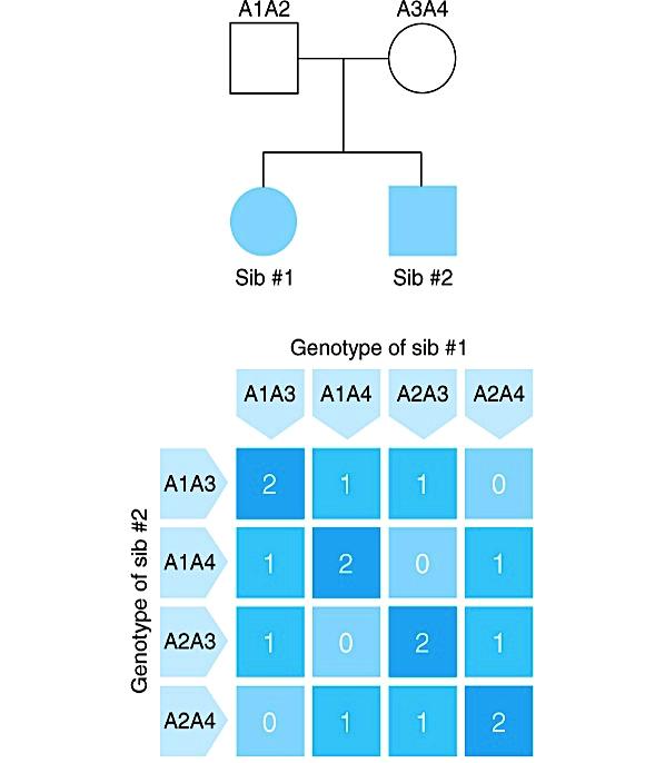 Compar&lhamento de alelos num locus arbitrário entre irmãos concordantes para uma doença Os números dentro dos quadrados representam o número de alelos que ambos os