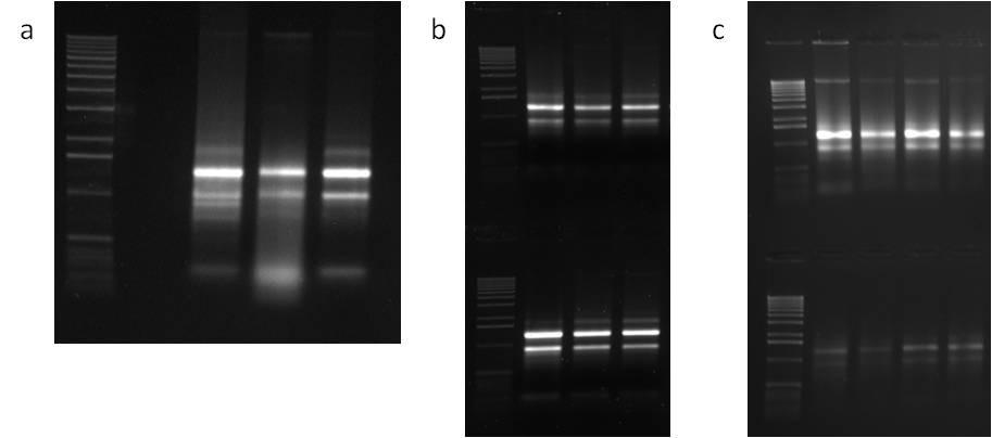 4 Protocolo de Extração de DNA e RNA de Alta Qualidade para Espécies Ricas em Compostos Secundários a 2,40 (Tabela 1).