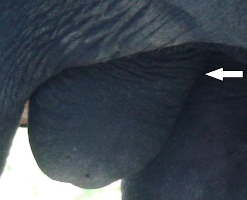 que touros de um ano possuam de 20 cm a 23 cm de circunferência escrotal, enquanto animais acima de três anos, considerados sexualmente maduros, apresentem circunferência acima de 30cm.