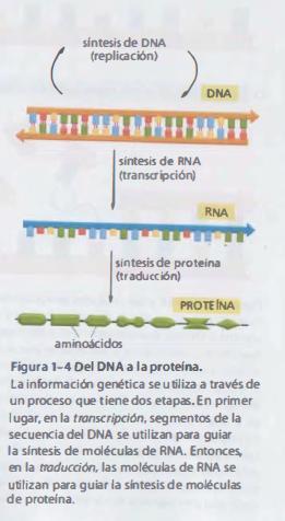 Todas as células transcrevem partes da informação hereditária em uma mesma forma intermediária (RNA).