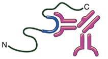 Proteína desnaturada O anticorpo não se liga