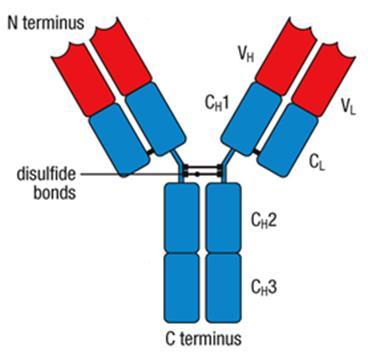Estrutura básica de uma molécula de imunoglobulina