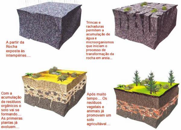 Os fatores de formação do solo O tempo: É fator importante, pois as reações que propiciam a formação dos solos dependem deste fator; De100 a 400