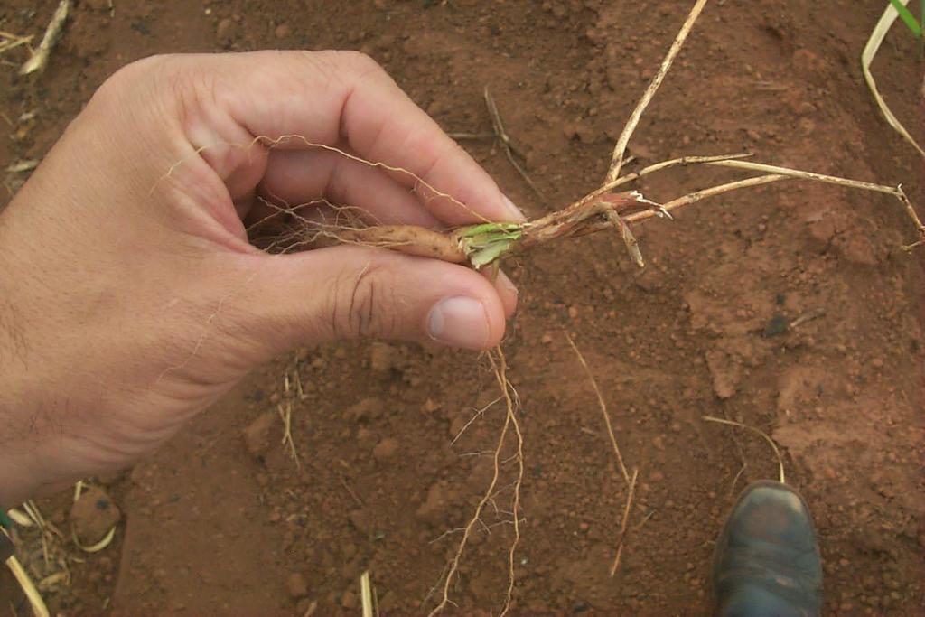 Rebrota através do caule Parte aérea controlada por