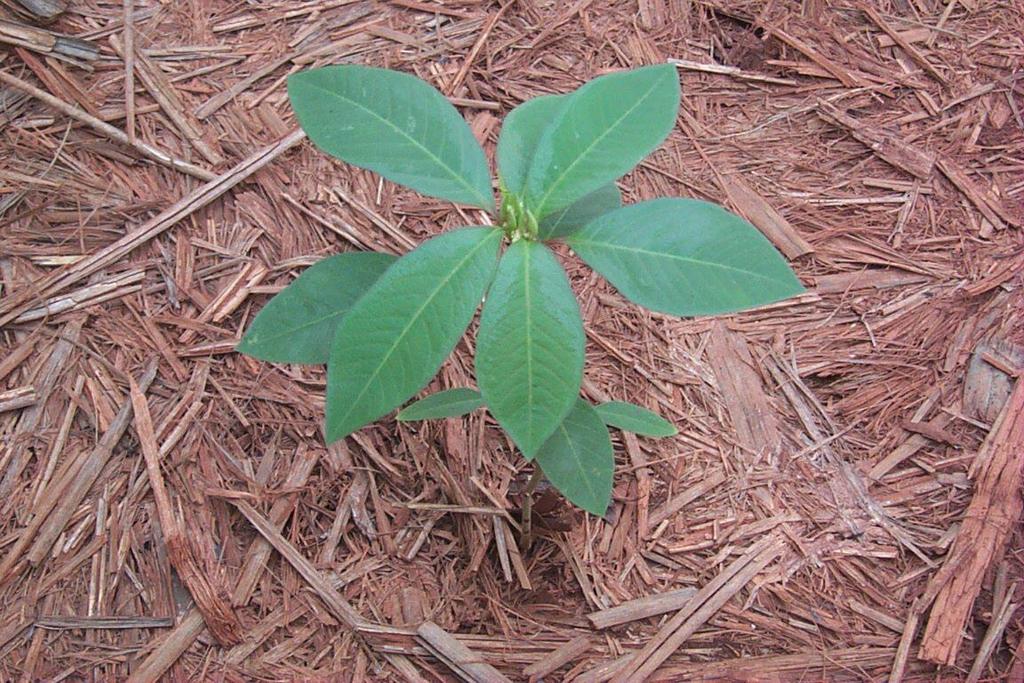 Espécie de planta daninha adaptada em área