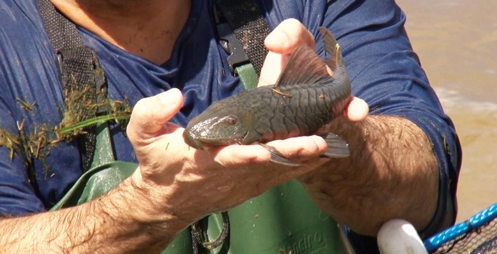 BIOACUMULAÇÃO DE PEIXES A Samarco realiza estudos de bioacumulação no pescado da foz do Rio Doce desde o dia 14 de dezembro, menos de um mês depois da chegada da pluma de turbidez à região de