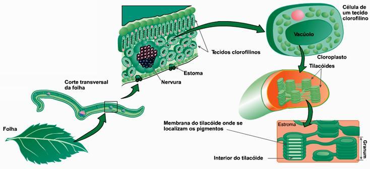 Estrutura cloroplastos Membrana externa permeável a íons e pequenas moléculas