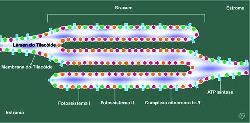 Componentes das membranas tilacóides e no estroma Estroma fase aquosa com a maioria das enzimas das reações de assimilação de carbono