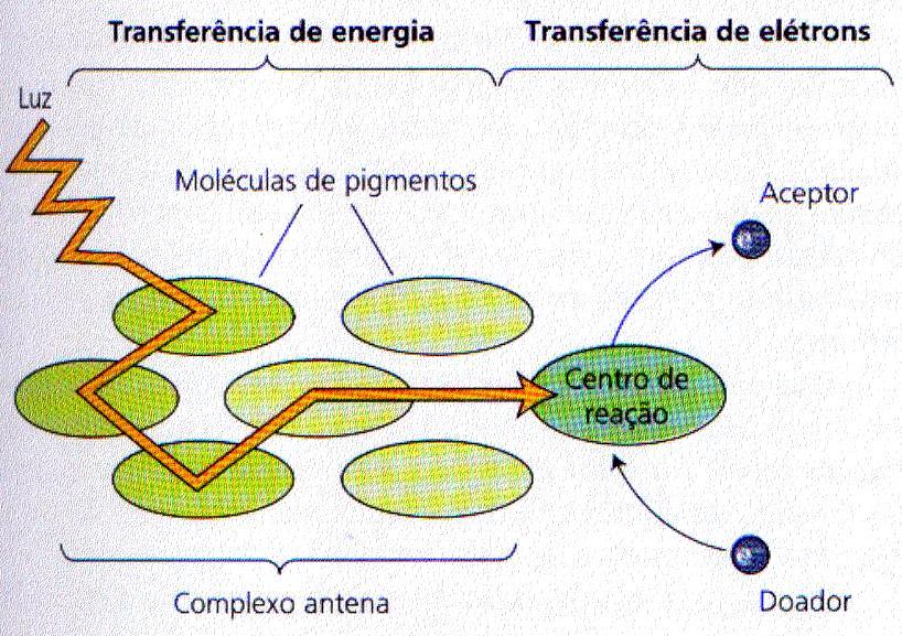 Fotossistema Conjunto de proteínas e pigmentos nas membranas dos tilacoides que absorvem luz e