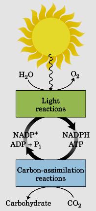Fotofosforilação = Fotossíntese Organismos fotossintetizadores A partir de CO 2,