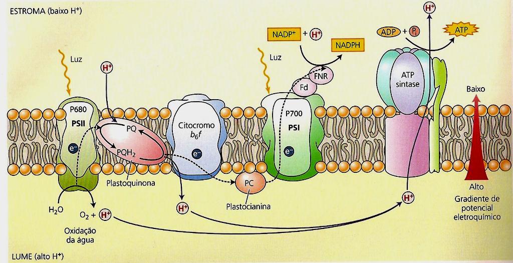 Durante a transferencia de elétrons (cisão da água e plastiquinona) prótons (H + ) são bombeados para o lúmem do tilacóide, cria-se uma