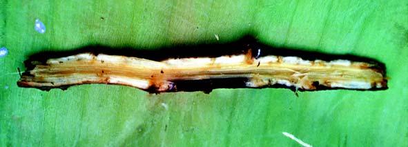 Fig. 10.2. Lesão necrótica em raiz de bananeira causada por Pratylenchus coffeae. 10.3.