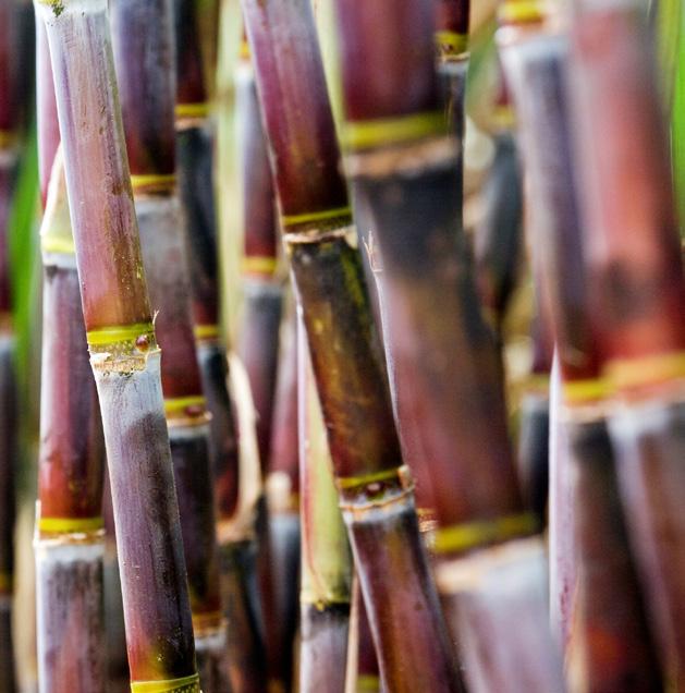 Como apontado em análises anteriores, o principal peso sobre os resultados do agronegócio no