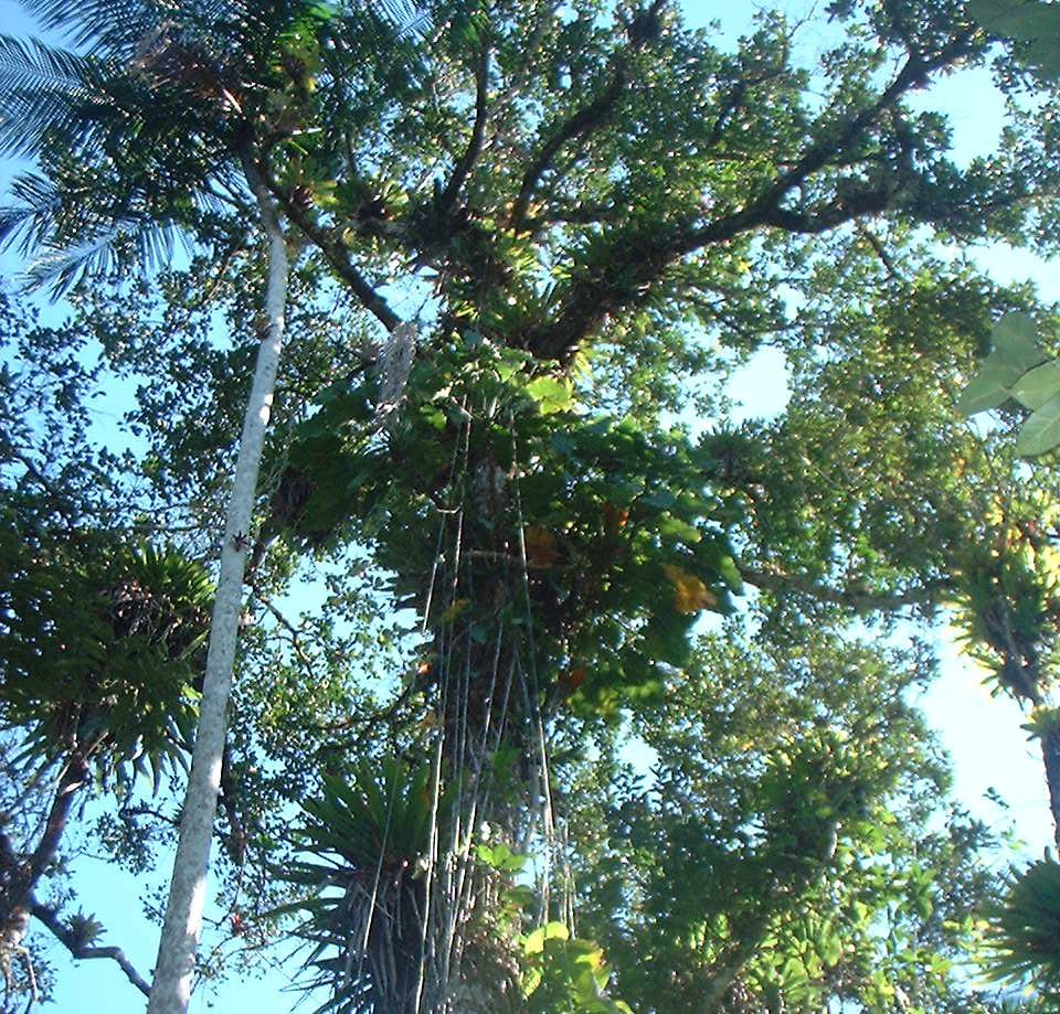 Sua madeira aresenta em árvores nativas amostradas sob condições ambientais e faixas etárias diversas, densidade entre 0,45 g cm³ e 0,65 g cm³ (CARVALHO, 2003).