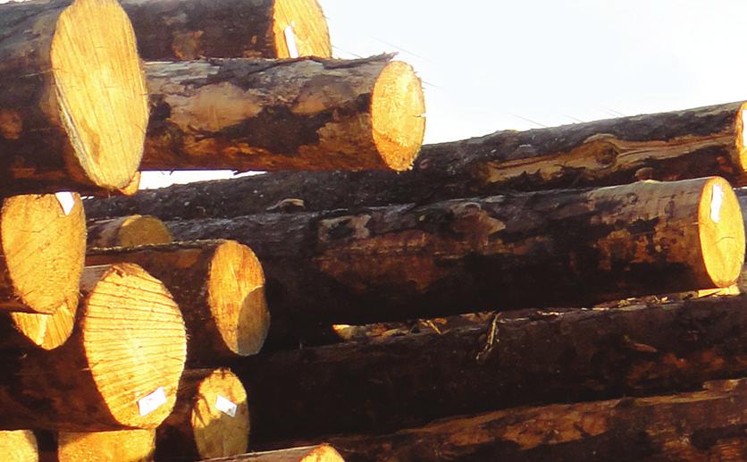 NOTÍCIAS - POLÍTICA Comissão de Minas e Energia no Congresso Nacional aprova política de biocombustíveis florestais A Comissão de Minas e Energia aprovou a criação de uma política nacional de