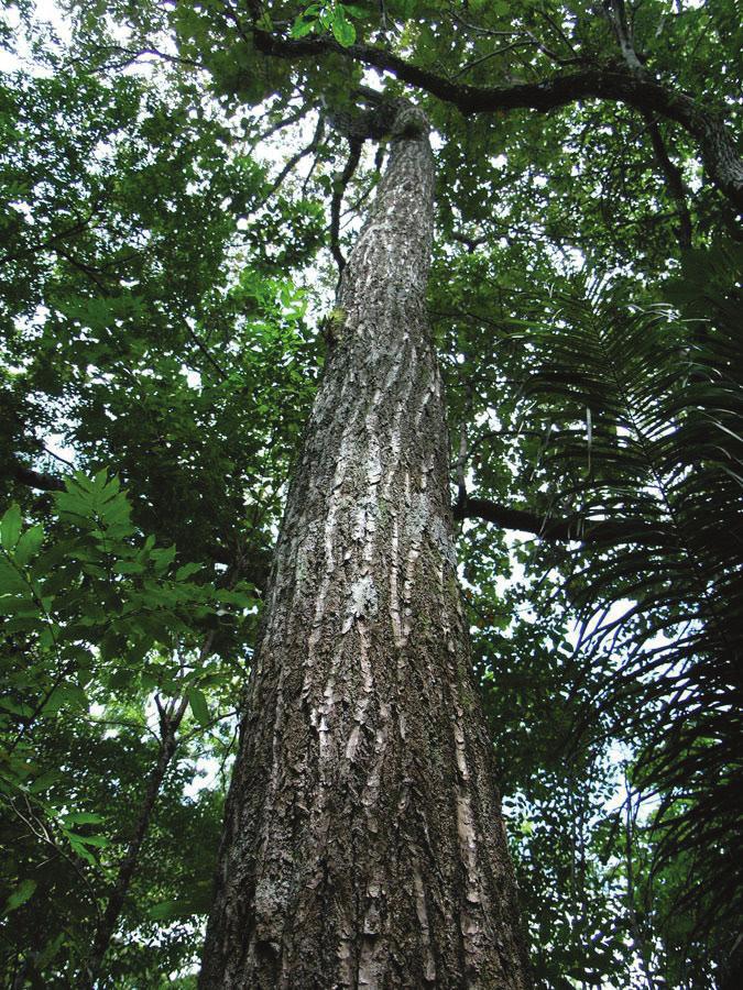 ESPÉCIE Cedro Rosa O Cedro Rosa (Cedrela fissilis Vell.) é uma árvore nativa do Brasil, da família das meliáceas e a sua árvore pode atingir até 30 metros de altura.