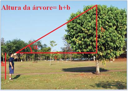 Se representa a distância de um observador a uma árvore e o ângulo de visualização de seu topo, resulta que a altura da árvore é igual à altura do observador, representada pela letra mais a medida,