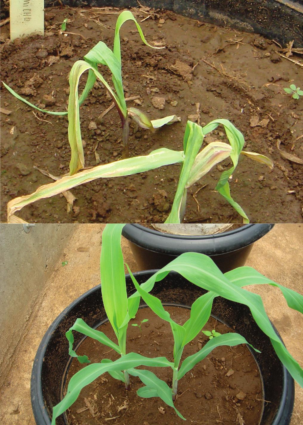 Figura 3. Plantas de braquiária sem e com infestação (abaixo) Foto: Ivan Cruz por Deois flavopicta. Figura 4. Plantas de milho com (acima) e sem infestação por Deois flavopicta.