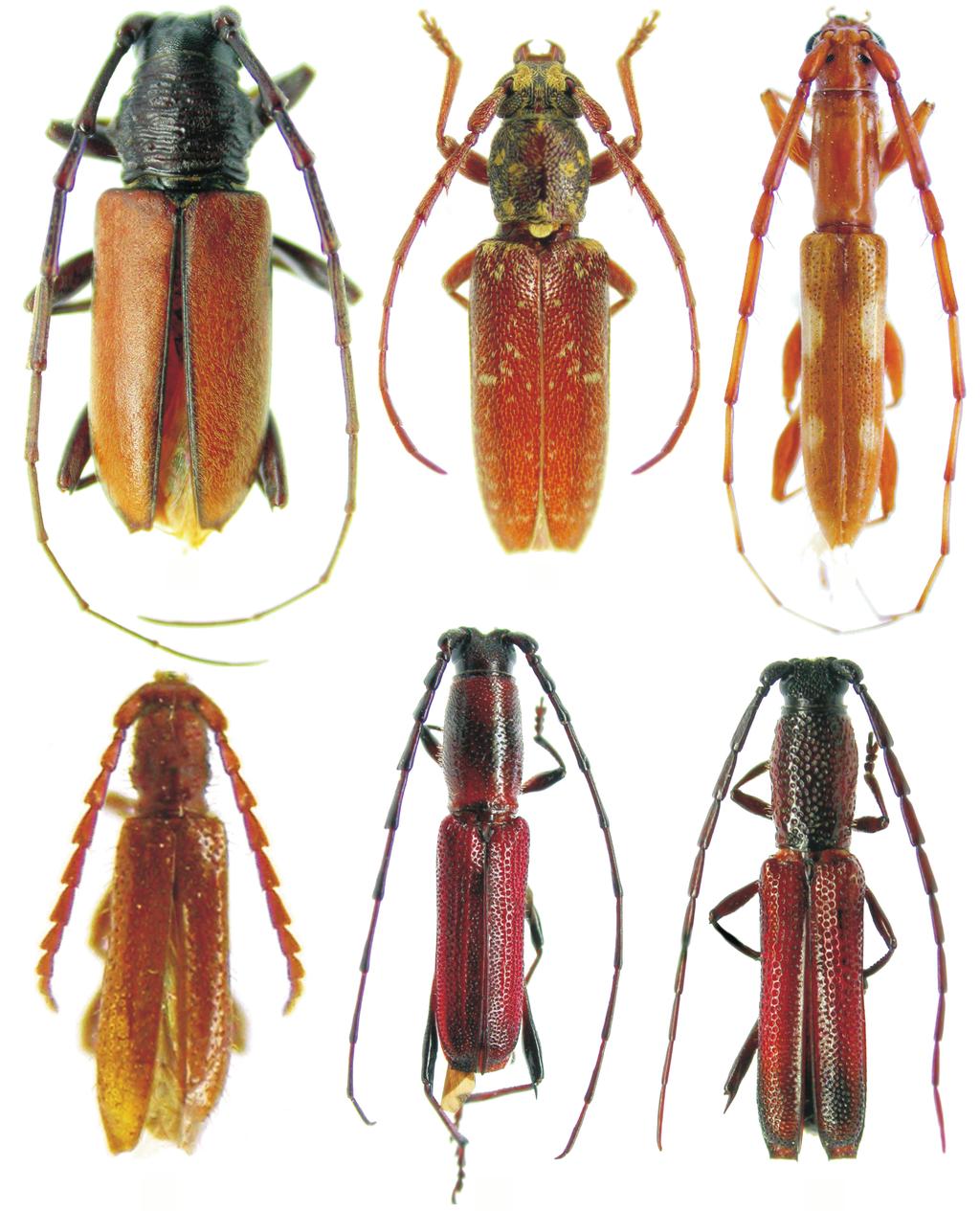 Martins & Galileo 568 1 4 2 5 3 6 Figs. 1-6. 1. Plocaederus dozieri sp. nov., holótipo macho, comprimento, 13,2 mm; 2. Anelaphus trinidadensis sp. nov., holótipo macho, comprimento, 9,5 mm; 3.