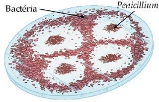 Questão 19 Analise a imagem a seguir: A relação mostrada ao lado é um tipo de relação ecológica desarmônica chamada de: a) parasitismo. b) mutualismo. c) comensalismo. d) predatismo.