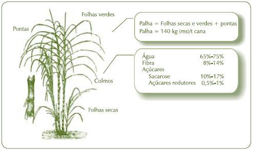 Figura 6.4 - Estrutura típica da biomassa da cana. Fonte: CGEE (2008).