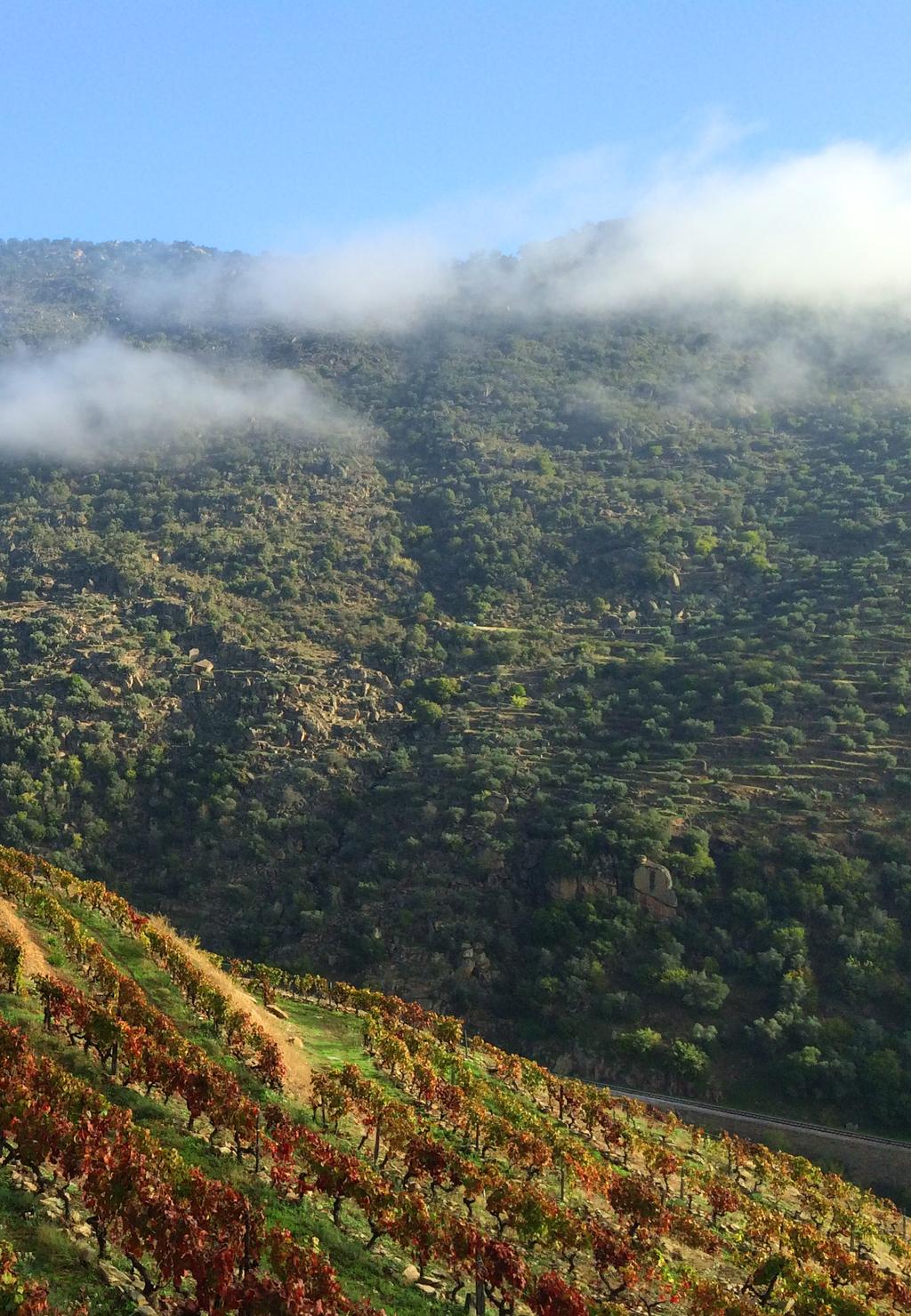 A nossa vinha encontra se plantada nos característicos socalcos durienses, de natureza xistosa, a uma altitude entre 150 e 300 m