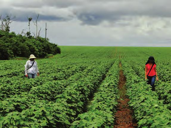 Na região Nordeste, o aldoeiro é cultivado em pequenas propriedades familiares, onde é consorciado com outras culturas (sistema de policultivos, Foto 2).