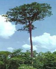 Figura 1 - Tauari (Couratari oblongifolia Ducke). A madeira de Tauari é moderadamente macia ao corte, apresentando um bom acabamento, apesar de às vezes a superfície ficar com aparência felpuda.