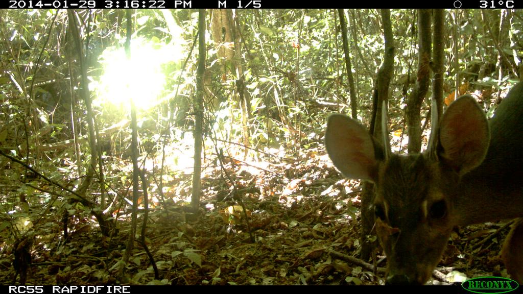 Veado Catingueiro (Mazama gouazoubira) registrado em armadilha fotográfica no