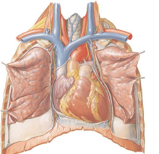 d) O pericárdio possui diversas funções, uma delas é diminuir o atrito durante os batimentos do coração.